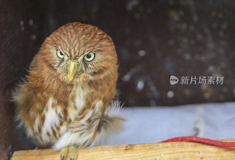 一种欧亚侏儒猫头鹰(Glaucidium passerinum)